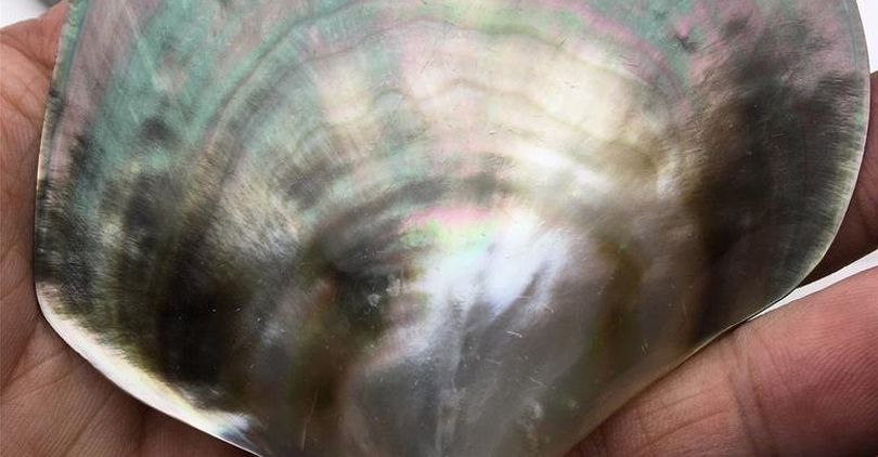 What Makes Mother of Pearl Iridescent
